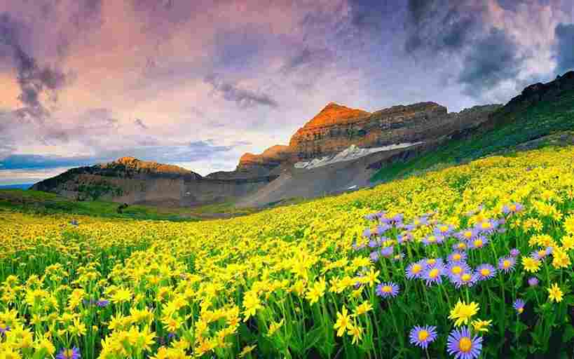 Trekking in the Valley of Flowers